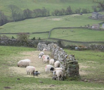 Sheep